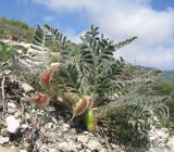 Astragalus utriger