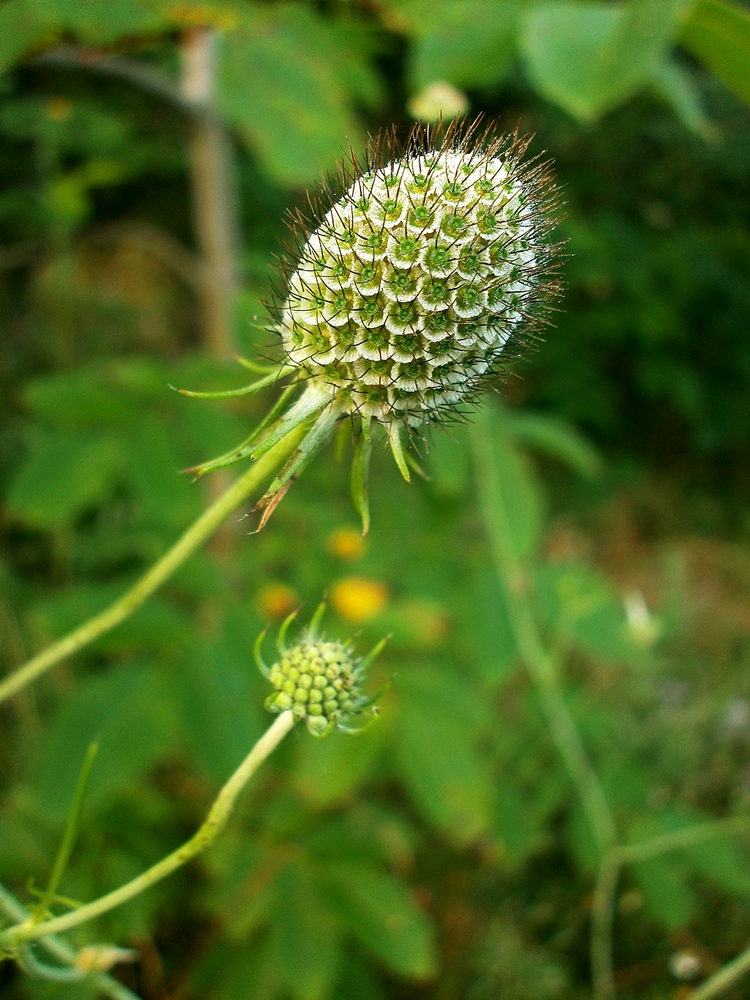 Изображение особи Scabiosa columbaria.