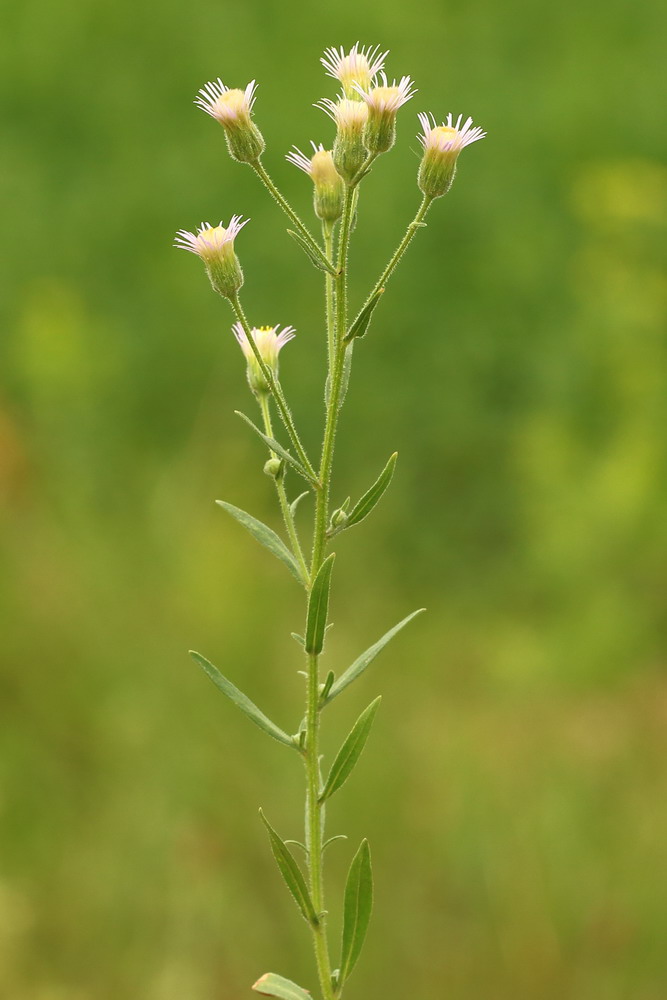 Мелколепестник едкий (Erigeron acris)