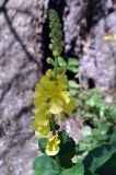 Verbascum phlomoides