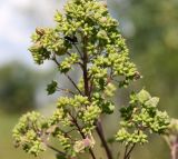 Thalictrum lucidum. Часть соплодия с галлами и жуком. Ленинградская обл., Волосовский р-н, окр. дер. Большое Заречье, луг. 26.07.2014.