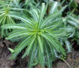 Achillea alpina