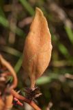 Atriplex glabriuscula. Верхний лист в осенней окраске под соплодием(?). Ленинградская обл., побережье в р-не пос. Большая Ижора, на берегу озерка между дюнами. 30.08.2015.