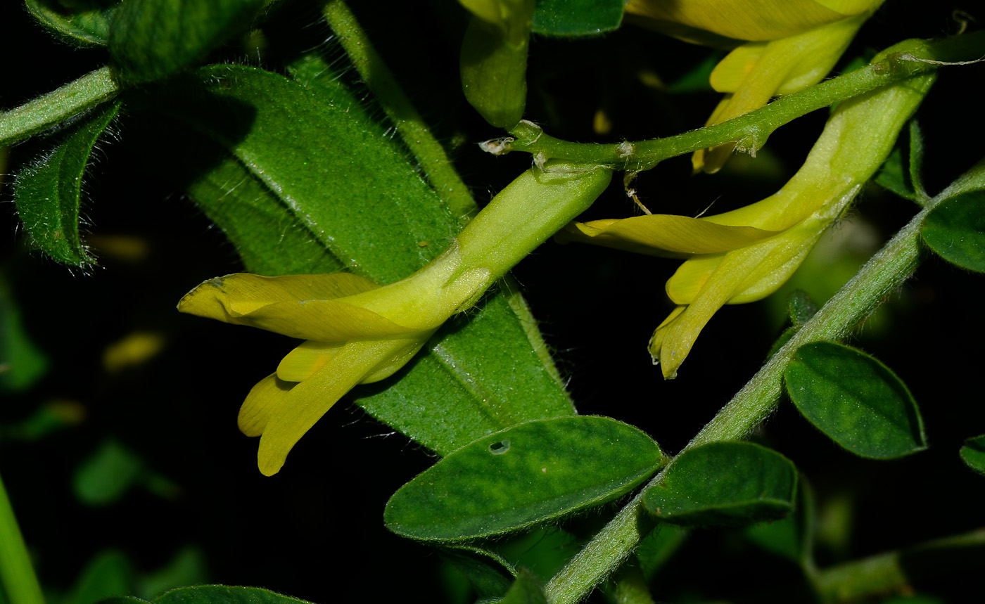 Изображение особи Astragalus macrocarpus.