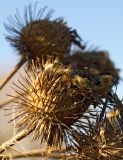 Arctium tomentosum