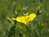 Linum czernjajevii. Соцветие с бутонами и раскрывшимся цветком, вид сбоку. Украина, г. Луганск, балка Калмыцкий яр, петрофитная степь на склоне юго-вост. эксп. с выходами мело-мергельных пород. 10.05.2016.