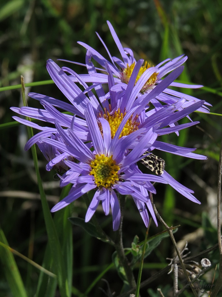 Изображение особи Aster amellus.