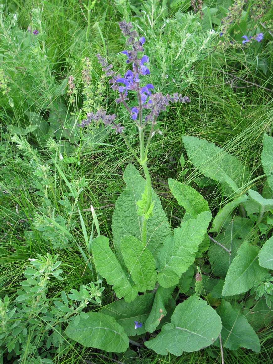 Изображение особи Salvia pratensis.