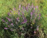 Astragalus varius