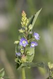 Veronica anagallis-aquatica