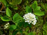 Spiraea chamaedryfolia. Часть ветви с соцветиями. Подмосковье, г. Одинцово, придомовые посадки. Май 2015 г.