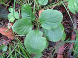 Pyrola minor