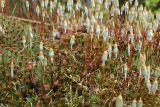 Polytrichum juniperinum