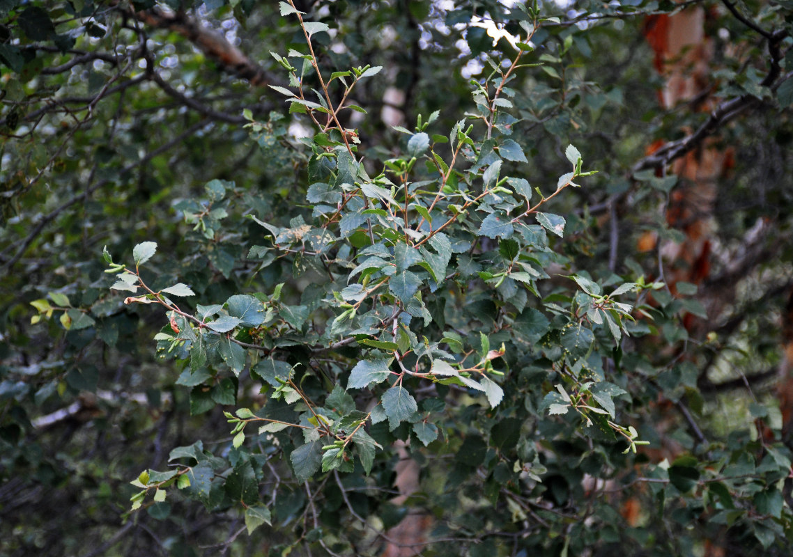 Изображение особи Betula turkestanica.