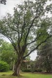 Fraxinus excelsior. Старое дерево. Грузия, Кахетия, с. Цинандали, парк усадьбы А. Чавчавадзе. 03.05.2017.