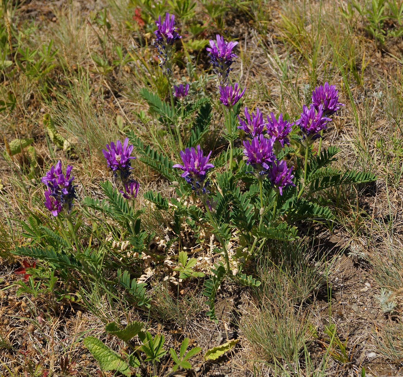 Изображение особи Astragalus onobrychis.