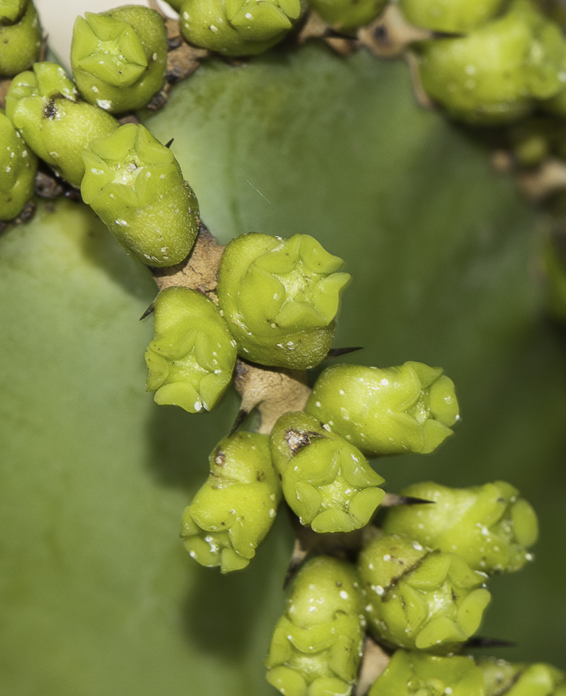 Изображение особи Euphorbia cooperi.