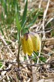 Fritillaria ophioglossifolia. Цветущее растение. Республика Адыгея, левый берег р. Курджипс чуть выше Каскадного водопада на левом притоке и в 500 м выше по течению относительно Овечьей пещеры. 01.05.2018.