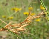 Helictotrichon desertorum