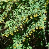 Berberis vulgaris. Верхушки цветущих веток. Восточный Казахстан, г. Усть-Каменогорск, парк Жастар, в культуре. 04.06.2018.