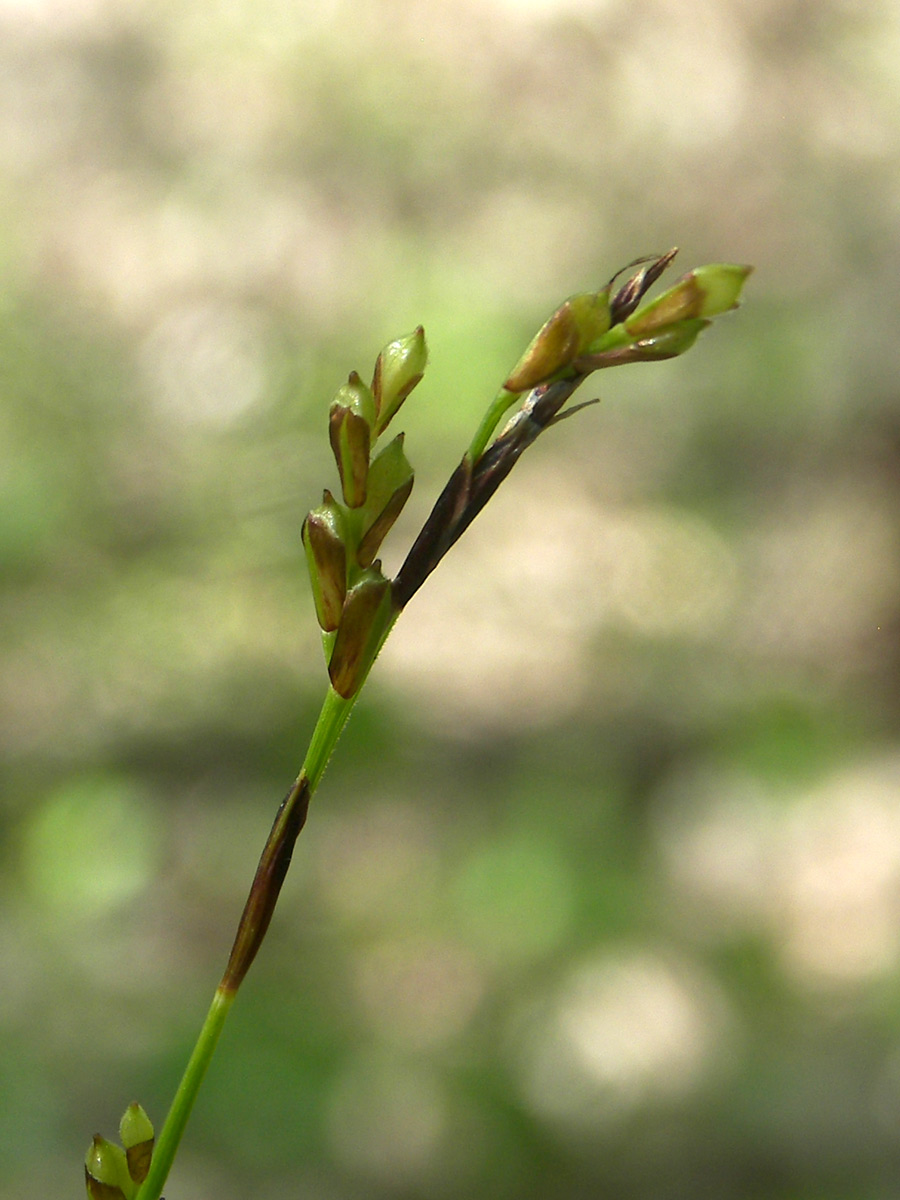 Изображение особи Carex digitata.