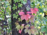 Parthenocissus quinquefolia