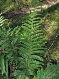 Dryopteris affinis. Вайя. Нидерланды, провинция Drenthe, национальный парк Dwingelderveld, сосновый лес. 18 июля 2010 г.