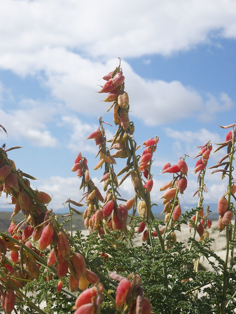 Image of Corydalis stricta specimen.