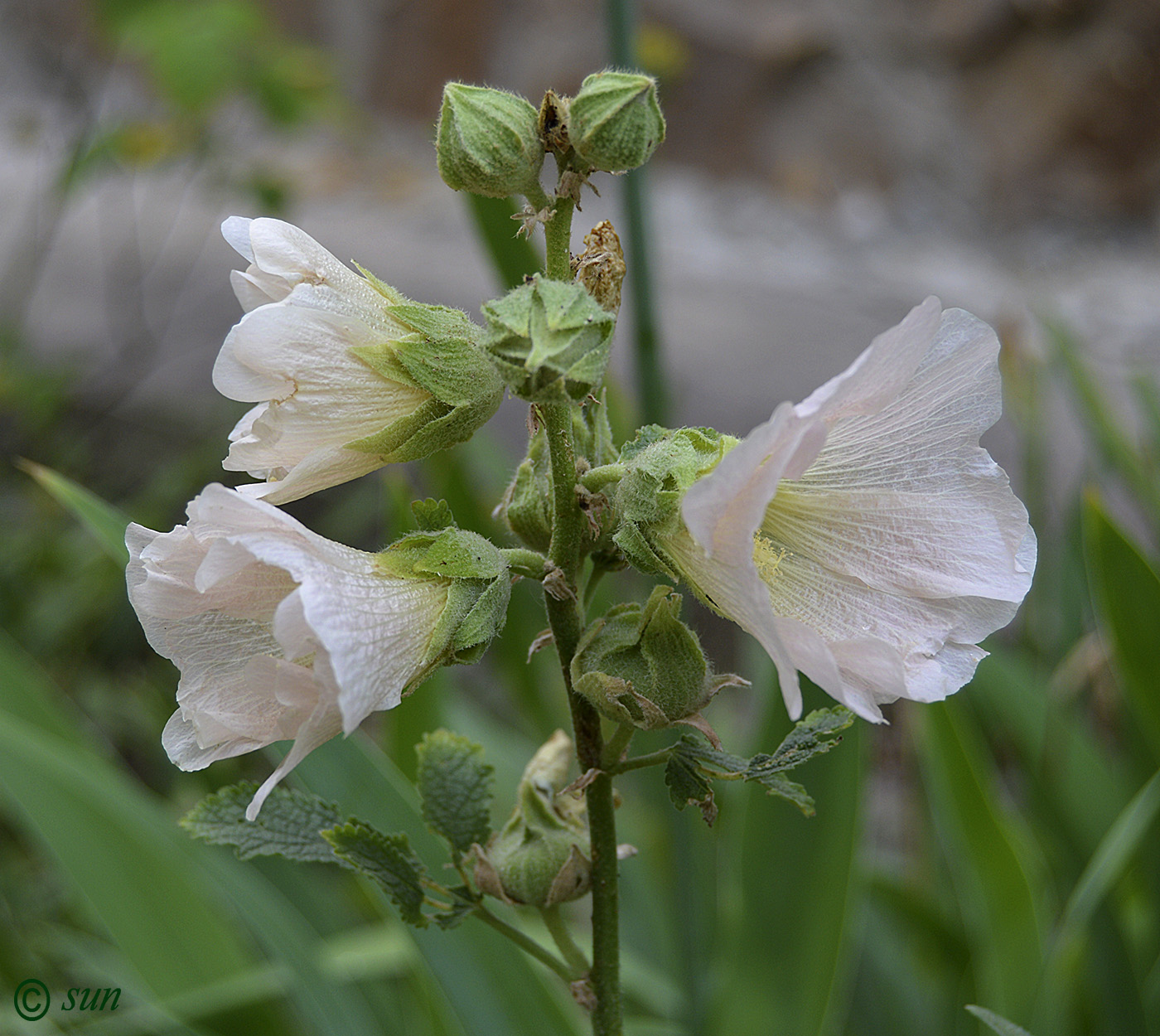 Изображение особи Alcea setosa.