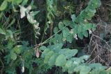 Astragalus tschimganicus