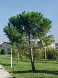 Pinus pinea. Молодое растение. Краснодарский край, МО город-курорт Сочи, Адлерский р-н, м-н Адлер, междуречье р. Мзымта и р. Псоу, Имеретинская низменность, Орнитологический парк. 9 октября 2019 г.