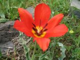 Tulipa ostrowskiana. Верхушка цветущего растения. Казахстан, Чу-Илийские горы, пер. Кордай, склон южной экспозиции, ≈ 980 м н.у.м. 10 апреля 2022 г.