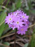 Primula farinosa. Соцветие. Алтай, Кош-Агачский р-н, Курайский хр., долина р. Тыдтуярык, луговой склон. 13 июня 2022 г.