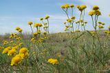 Tanacetum millefolium