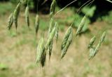 Bromus anatolicus