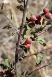 Cotoneaster oliganthus. Часть ветви с плодами. Узбекистан, Ташкентская обл., зап. отроги Чаткальского хр., ур. Чимган, Песочный перевал. 10.09.2011.