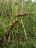 Carex hartmaniorum. Верхушка побега с соплодиями. Украина, Сумская обл., Середино-Будский р-н, с. Очкино, национальный природный парк \"Деснянско-Старогутский\". 7 июля 2011 г.