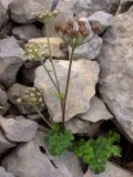 Heracleum ligusticifolium. Цветущее и плодоносящее растение. Горный Крым, южный склон Ялтинской яйлы. 9 июня 2012 г.