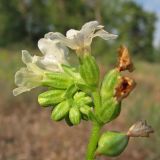 Anchusa popovii. Соцветие. Украина, Луганская обл, Славяносербский р-н, надпойменная песчаная терраса р. Северский Донец. 31.05.2012.