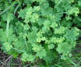 Alchemilla murbeckiana