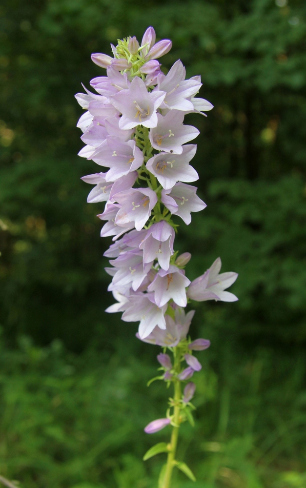 Изображение особи Campanula bononiensis.