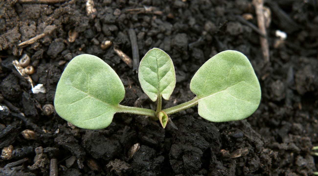 Изображение особи Convolvulus arvensis.