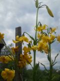 Lilium monadelphum