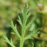 Papaver stevenianum. Часть листа. Ростовская обл., Неклиновский р-н, Николаевское с/п, балка. 08.05.2013.