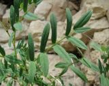 Astragalus gorczakovskii. Лист. Архангельская обл., Холмогорский р-н, окр. пос. Усть-Пинега, обрыв р. Пинега, на обнажении горной породы. 15.07.2013.