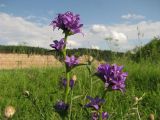 Campanula glomerata. Верхушка цветущего растения. Вологодская обл., Великоустюгский р-н, урочище Опоки, правый берег р. Сухона, пойменный луг. 06.07.2013.