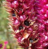 Celosia argentea