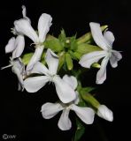 Saponaria officinalis