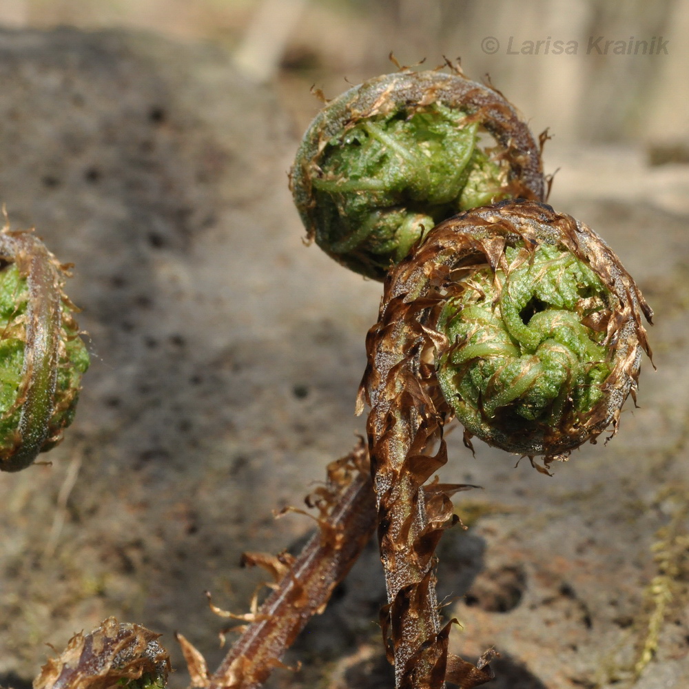 Изображение особи Athyrium sinense.