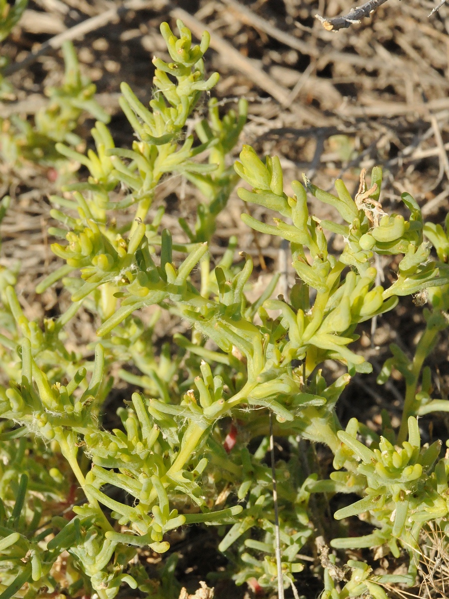 Изображение особи Climacoptera obtusifolia.